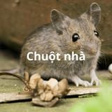 Dịch vụ diệt chuột