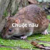 Dịch vụ diệt chuột