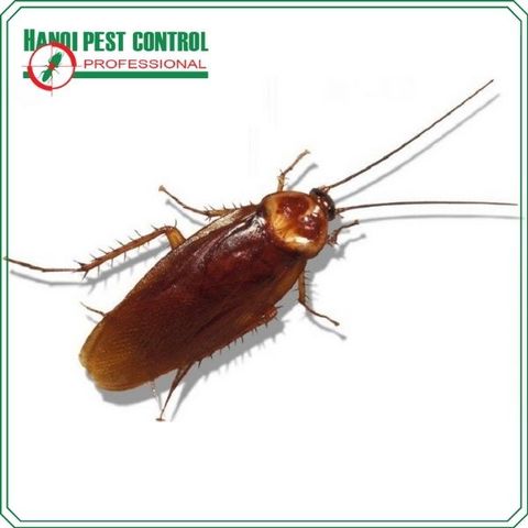 Cockroach Control