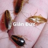 Dịch vụ diệt gián