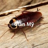 Dịch vụ diệt gián