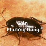 Dịch vụ diệt gián