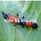 Dịch vụ diệt kiến