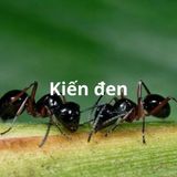 Dịch vụ diệt kiến