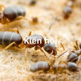 Dịch vụ diệt kiến