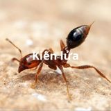 Dịch vụ diệt kiến