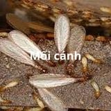 Dịch vụ diệt mối