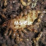 Dịch vụ diệt mối