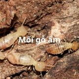 Dịch vụ diệt mối