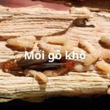 Dịch vụ diệt mối