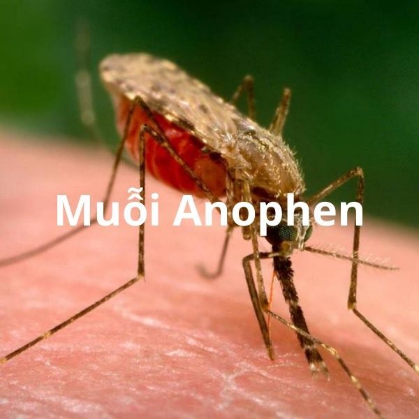 dịch vụ diệt muỗi anophen, phun muỗi tại nhà