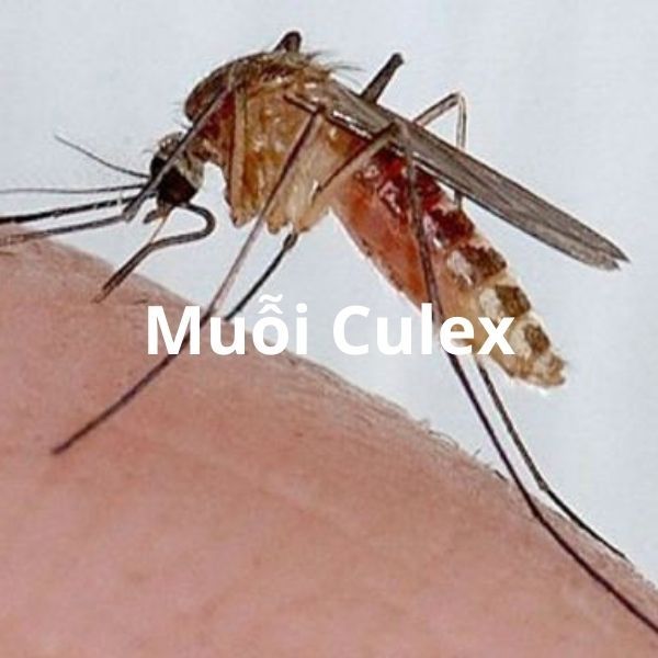 dịch vụ diệt muỗi culex, phun muỗi tại nhà