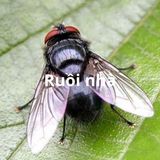 Dịch vụ diệt ruồi