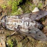 Dịch vụ diệt ruồi