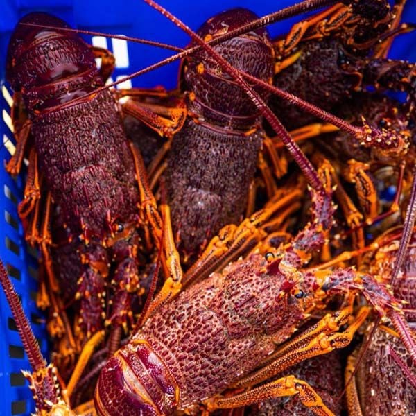 Tôm Hùm Úc Đỏ Sống, Đông Lạnh Giá Bao Nhiêu 1Kg Và Làm Món Gì Ngon