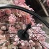 Vành carbon Campagnolo bora ultra two vân UD mayơ nhôm R13