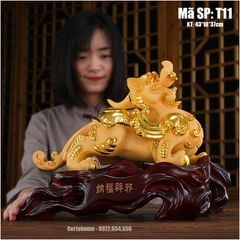 TỲ HƯU VÀNG T11
