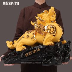 TỲ HƯU VÀNG T11