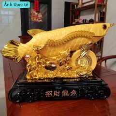 CÁ RỒNG VÀNG T33