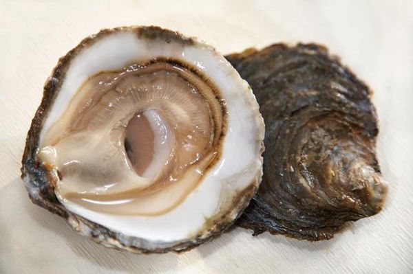 Hàu Tươi Ướp Lạnh Cadoret Nhập Khẩu Pháp - Belon N3 25Pc Oysters Brittany (1.38Kg)