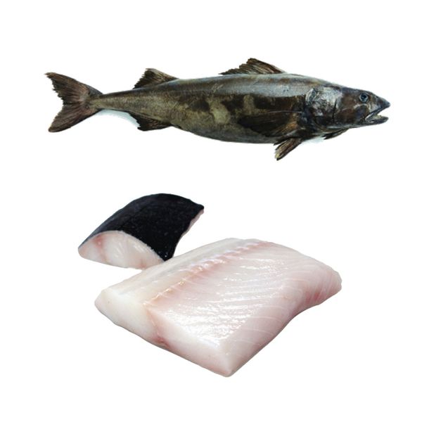 Cá Tuyết phi lê Đông Lạnh- Frozen Black cod fillets (~700g) - Terre D'Azur