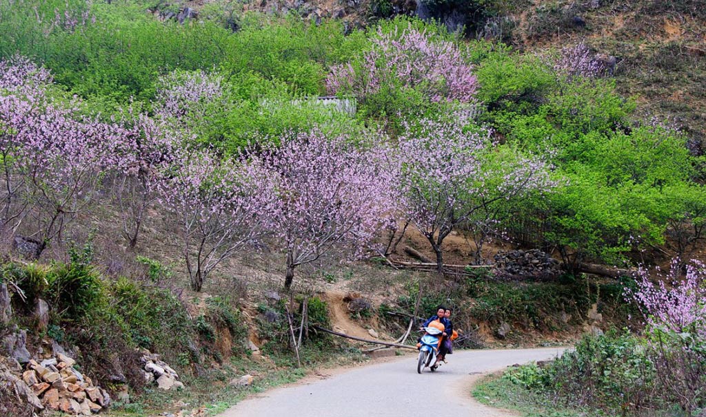 Xuân Mộc Châu đẹp nao lòng người - Ảnh: NGUYỄN THÀNH LUY