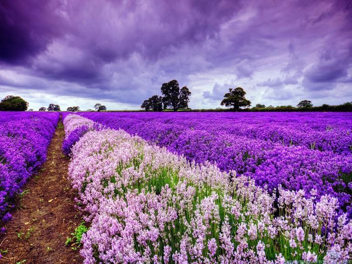 [ĐÀ LẠT 3N3Đ] Tháng  Hè Khám Phá Mùa Hoa Lavender