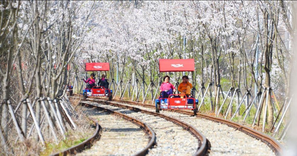 [PHƯỢT MÙA XUÂN KOREA] Chinh Phục Ngọn Núi Eungbongsan Bao Phủ Trong Sắc Vàng Rực Rỡ của Hoa Forsythia