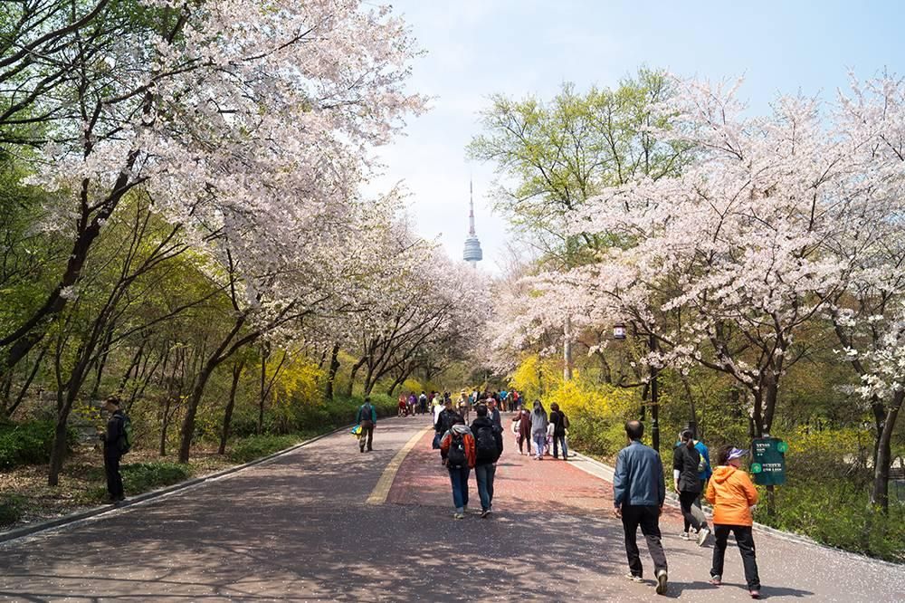 [MÙA XUÂN KOREA] Chào Mùa Xuân Lễ Hội Hoa Anh Đào & Đèn Lồng Suối Yangjaecheon