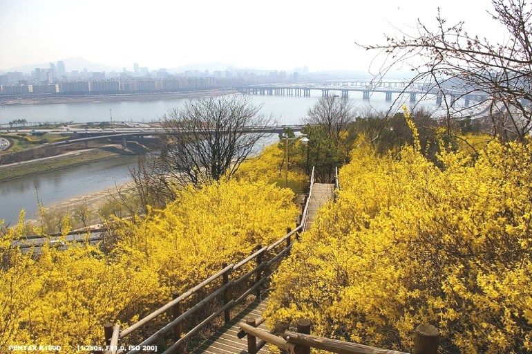 [PHƯỢT MÙA XUÂN KOREA] Chinh Phục Ngọn Núi Eungbongsan Bao Phủ Trong Sắc Vàng Rực Rỡ của Hoa Forsythia