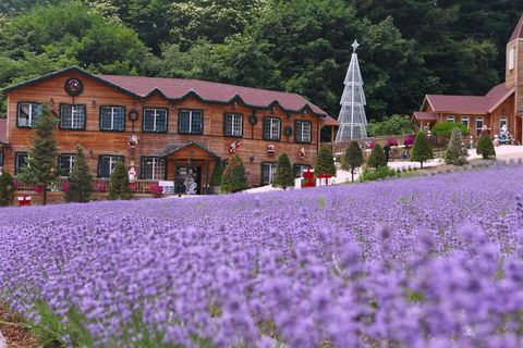 [MÙA HÈ KOREA BAY NHA TRANG] Đảo Sebitseom - Phố Seoullo 7017 - Trang trại hoa oải hương