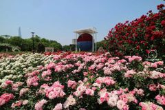 [TP.HCM - HÀN QUỐC BAY KOREA AIR] Venice thu nhỏ giữa ngàn hoa - Seoul Forest - Phố hoa Ikseondong