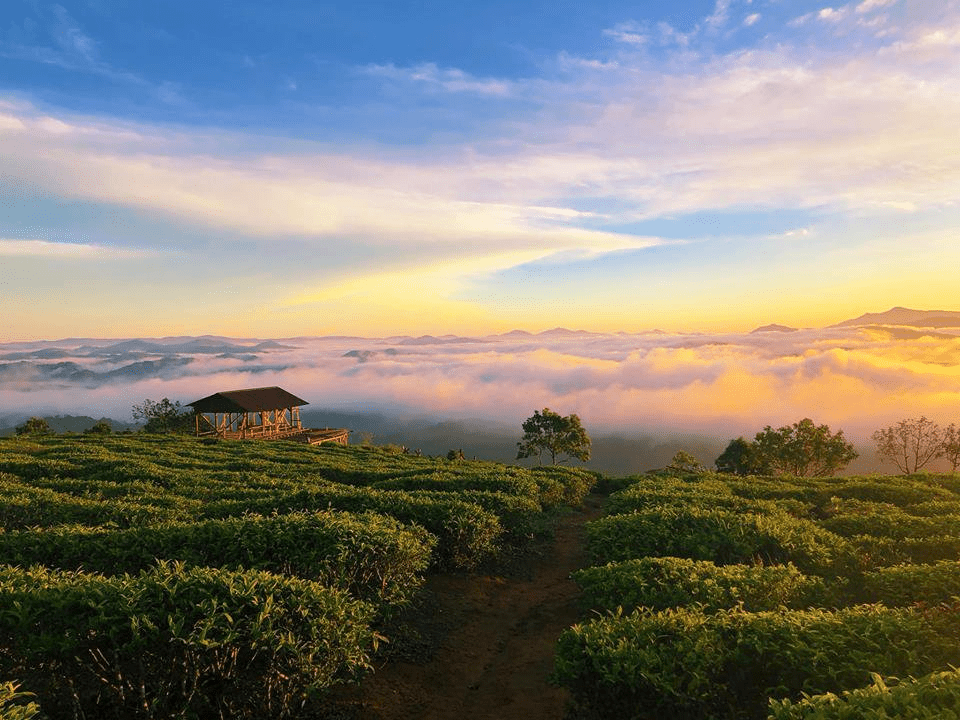 [ĐÀ LẠT 3N3Đ] Tháng  Hè Khám Phá Mùa Hoa Lavender