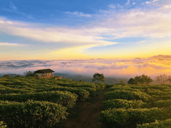 [ĐÀ LẠT 3N3Đ] Tháng  Hè Khám Phá Mùa Hoa Lavender