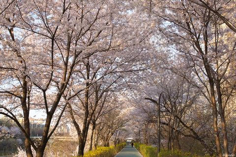 [MÙA XUÂN KOREA] Chào Mùa Xuân Lễ Hội Hoa Anh Đào & Đèn Lồng Suối Yangjaecheon