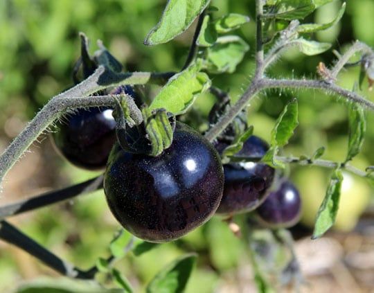 [ĐÀ LẠT 3N3Đ] Tháng  Hè Khám Phá Mùa Hoa Lavender