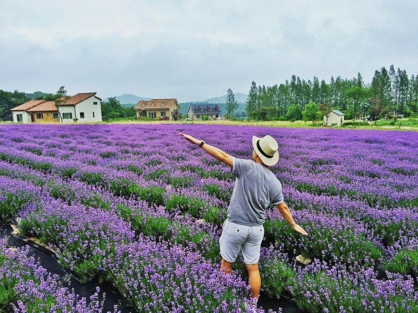 [ĐÀ LẠT 3N3Đ] Tháng  Hè Khám Phá Mùa Hoa Lavender