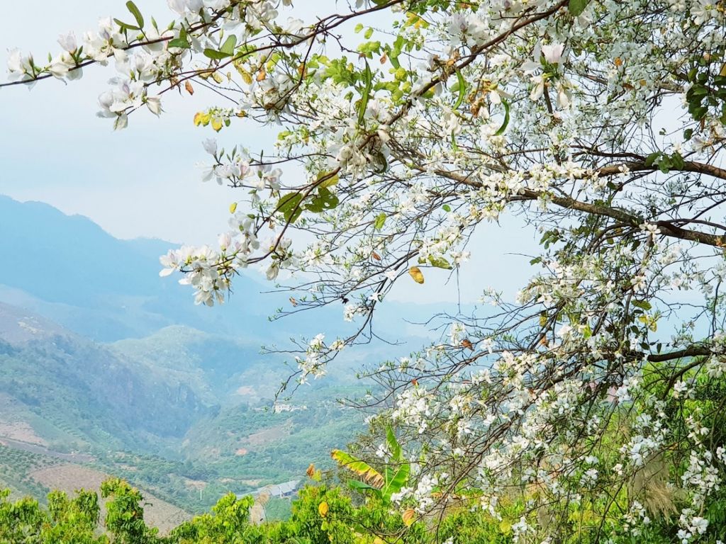 [MỘC CHÂU 3N2Đ ] Mùa Thu Chiêm Ngưỡng Hoa Cải Trắng Thung Lũng Nà Ka | Cầu Kính Bạch Long