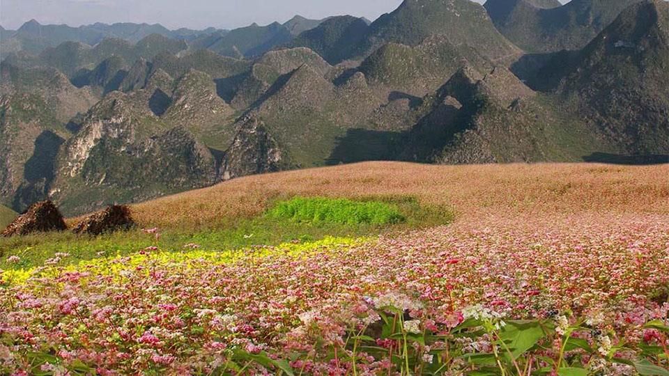 [HÀ GIANG 3N2Đ] Mùa Thu Ngắm Cánh Đồng Hoa Tam Giác Mạch | Trải Nghiệm Sông Nho Quế Trên Thuyền