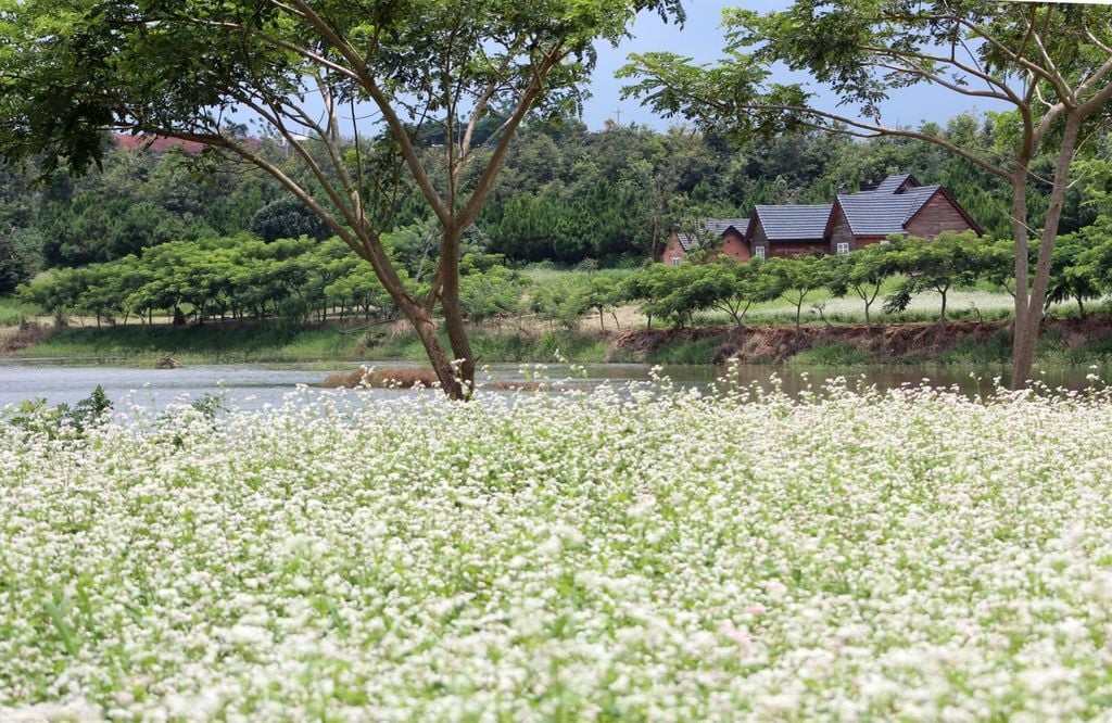 [Đà Lạt 3N3Đ] MÙA THU NGẮM CUNG ĐƯỜNG HOA DÃ QUỲ | CÁNH ĐỒNG HOA TAM GIÁC MẠCH