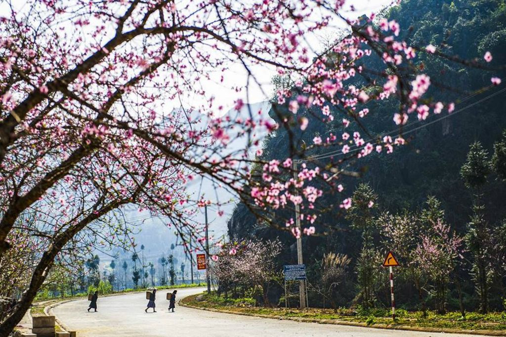 [HÀ GIANG 3N2Đ] Mùa Thu Ngắm Cánh Đồng Hoa Tam Giác Mạch | Trải Nghiệm Sông Nho Quế Trên Thuyền