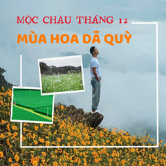 [MAI CHÂU 4N3Đ ]Ngắm Nhìn Cao Nguyên Mộc Châu Mùa Hồng Chín Đỏ | Mùa Hoa Cải Trắng | Đèo Thung Khe Mai Châu