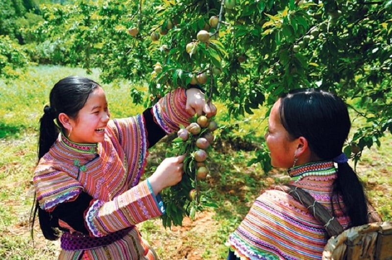 [MỘC CHÂU 3N2Đ] Mùa Hoa Mận Chín Thắm Cả Vùng Núi Tây Bắc | Cầu Kính Bạch Long