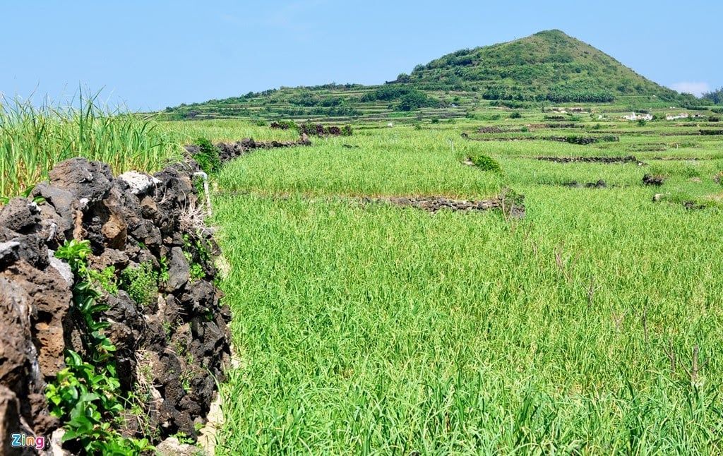 [ĐẢO LÝ SƠN 3N4Đ] CHINH PHỤC HÒN ĐẢO MELDIVES VIỆT NAM | PHƯƠNG TIỆN TÀU LỬA MÙA HÈ