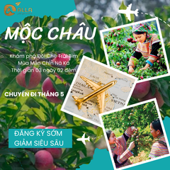 [MỘC CHÂU 3N2Đ] Mùa Hoa Mận Chín Thắm Cả Vùng Núi Tây Bắc | Cầu Kính Bạch Long