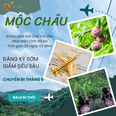 [MỘC CHÂU 3N2Đ] Mùa Hoa Mận Chín Thắm Cả Vùng Núi Tây Bắc | Cầu Kính Bạch Long