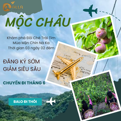 [MỘC CHÂU 3N2Đ] Mùa Hoa Mận Chín Thắm Cả Vùng Núi Tây Bắc | Cầu Kính Bạch Long