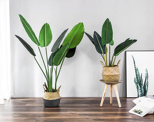  CÂY CHUỐI NHỰA CẢNH 