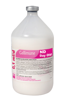  GALLIMUNE ND DAY OLD 