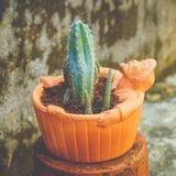  Chậu Trồng Cây Đất Nung - Gã Mộng Mơ / Day Dreamer  - TC120 